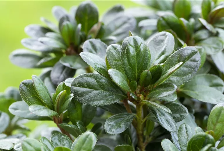 Rhododendron obtusum 'Canzonetta'