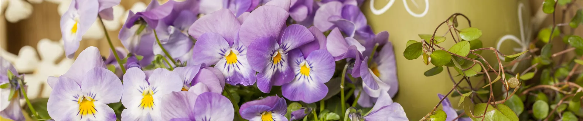Viola cornuta Viola cornuta