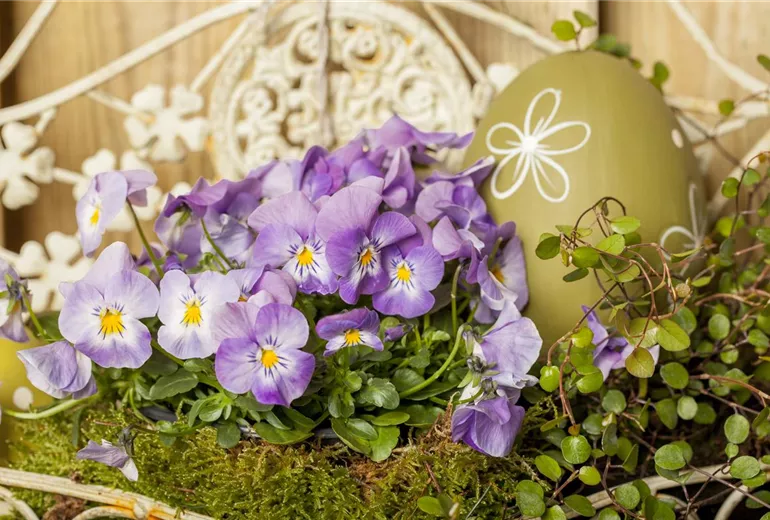 Viola cornuta Viola cornuta