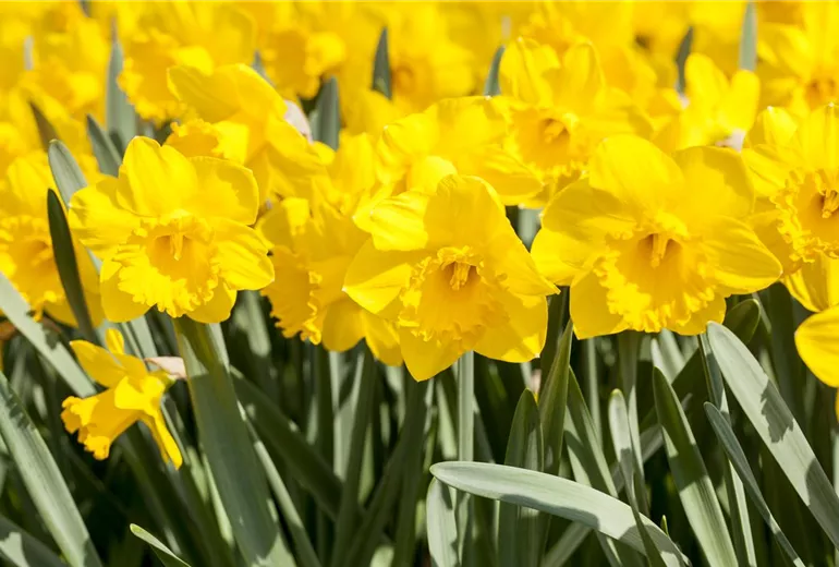 Narcissus Trumpet Narcissus Trumpet