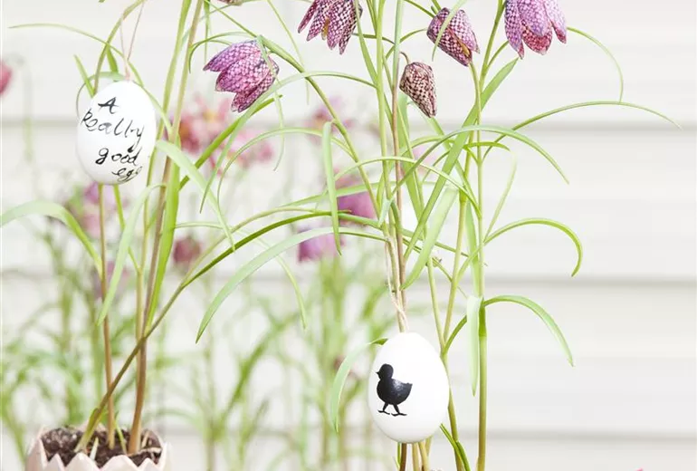 Fritillaria meleagris