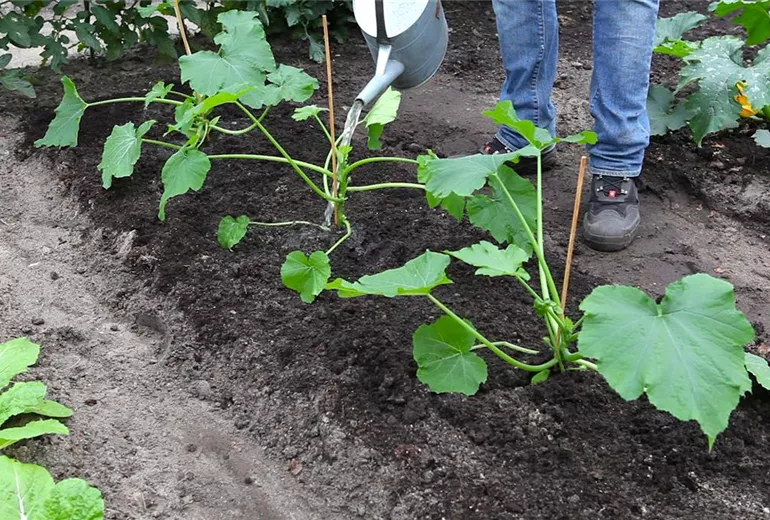 Zucchini - Einpflanzen im Gemüsebeet (thumbnail) Zucchini - Einpflanzen im Gemüsebeet (thumbnail)