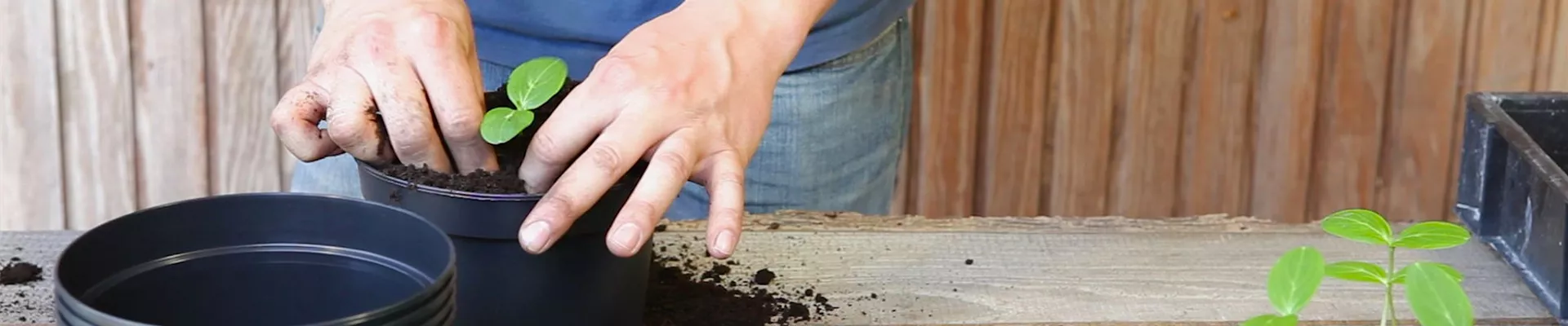 Gurken - Pikieren (thumbnail) Gurken - Pikieren (thumbnail)