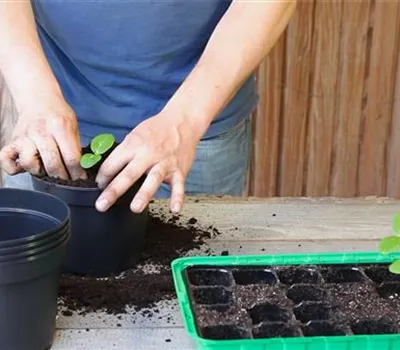 Gurken - Pikieren Gurken - Pikieren