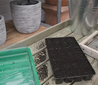 Chinakohl - Aussäen von Samen Chinakohl - Aussäen von Samen