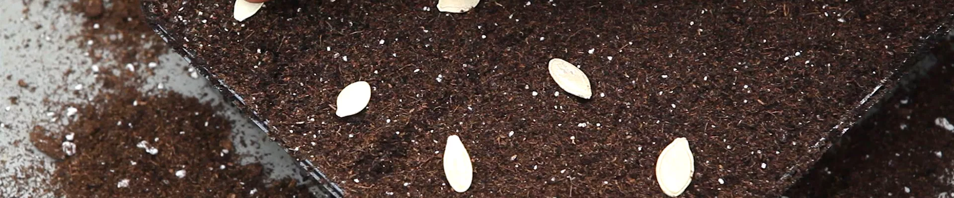 Kürbis - Aussäen von Samen (thumbnail) Kürbis - Aussäen von Samen (thumbnail)