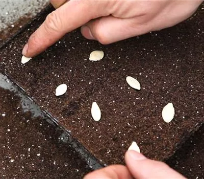 Kürbis - Aussäen von Samen Kürbis - Aussäen von Samen