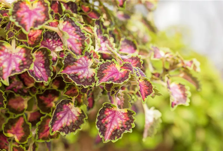 Coleus blumei 'Great Falls Angel' Coleus blumei 'Great Falls Angel'