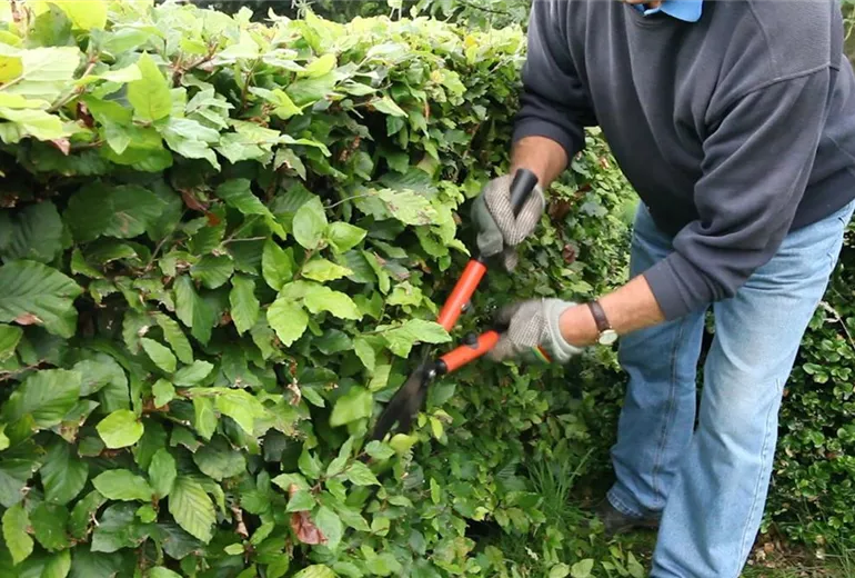 Rotbuchenhecke - Zurückschneiden mit der Hand-Heckenschere (4)