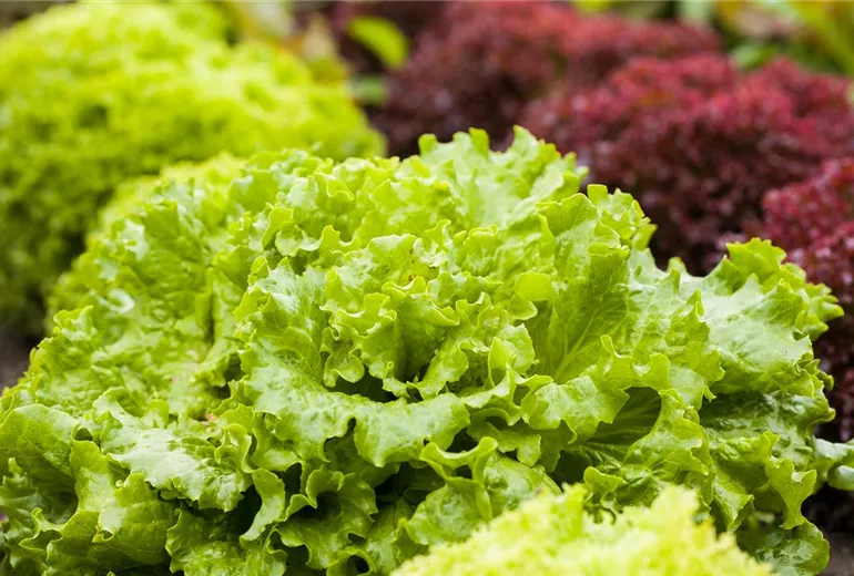 Lactuca sativa var. crispa 'Lollo bionda' Lactuca sativa var. crispa 'Lollo bionda'