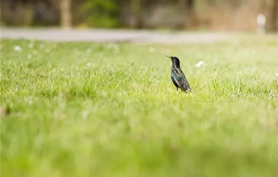 Von der Schule in den Garten – wo Rollrasen herkommt Von der Schule in den Garten – wo Rollrasen herkommt