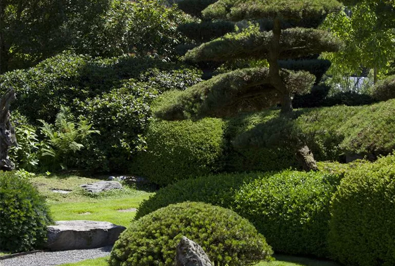 Formgehölze Formgehölze