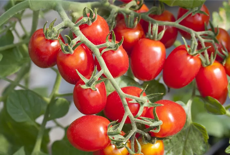 Solanum lycopersicum Solanum lycopersicum