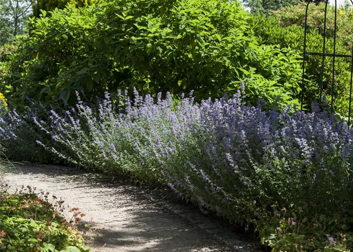 Sie sind bewegend! Wege, die durch den Garten führen.
