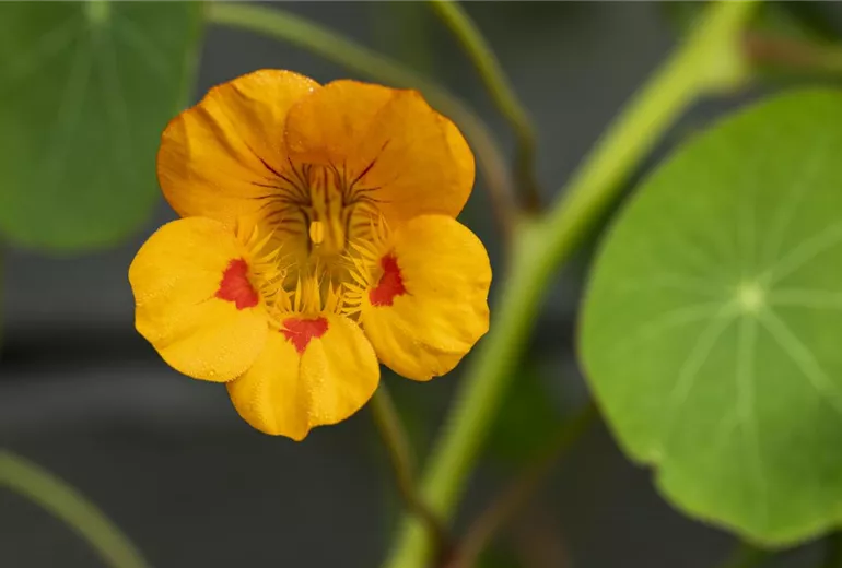 Tropaeolum minus