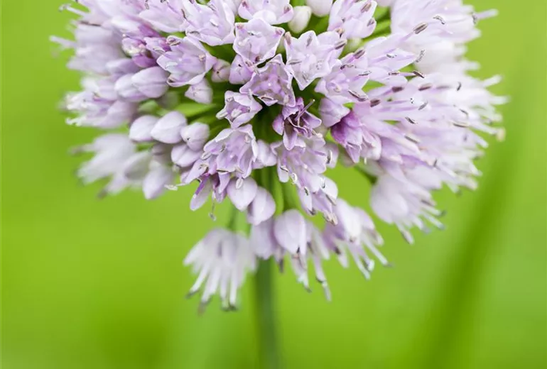 Allium 'Summer Beauty' Allium 'Summer Beauty'