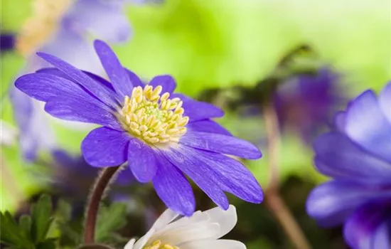 Anemonen im Topf bringen Farbenfreude auf den Balkon Anemonen im Topf bringen Farbenfreude auf den Balkon