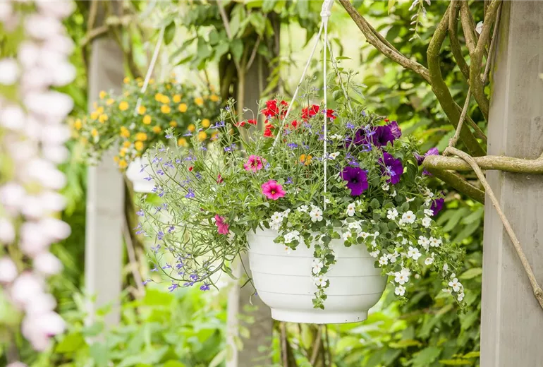 Blumenampel Blumenampel