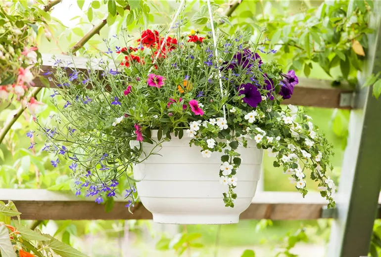 Sutera cordata Sutera cordata