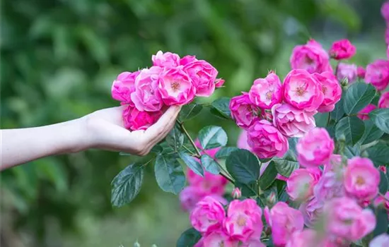 Die Rose – Wellness und Schönheit in einem Die Rose – Wellness und Schönheit in einem