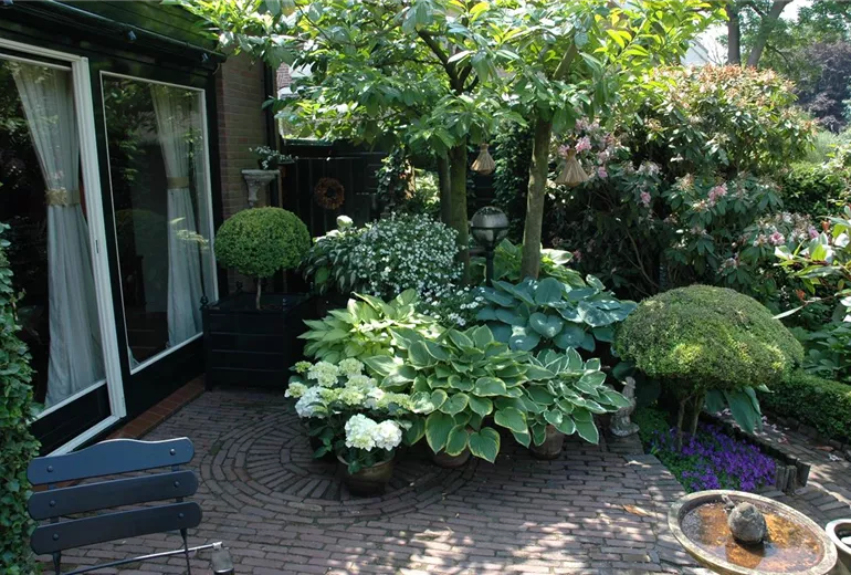 Hosta, Hydrangea Hosta, Hydrangea