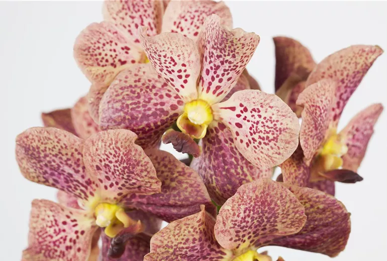 Vanda Vanda
