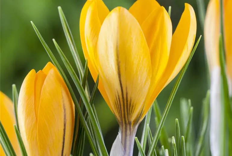 Crocus chrysanthus Crocus chrysanthus