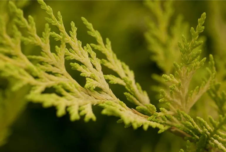 Cupressocyparis leylandii 'Gold Rider' Cupressocyparis leylandii 'Gold Rider'