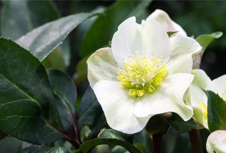 Helleborus x ericsmithii 'HGC Shooting Star'® Helleborus x ericsmithii 'HGC Shooting Star'®
