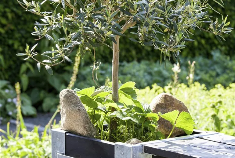 Olea europaea Bonsai Olea europaea Bonsai