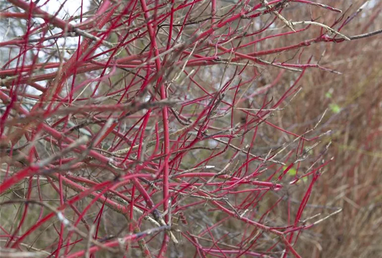 Cornus alba 'Sibirica' Cornus alba 'Sibirica'
