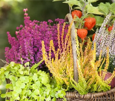 Ab in die Kiste! Herbstliche Deko mit Besenheide Ab in die Kiste! Herbstliche Deko mit Besenheide