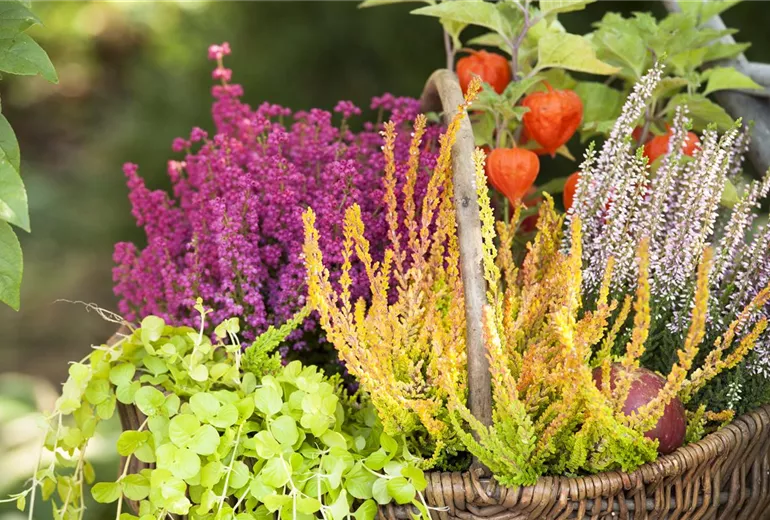 Calluna vulgaris Calluna vulgaris