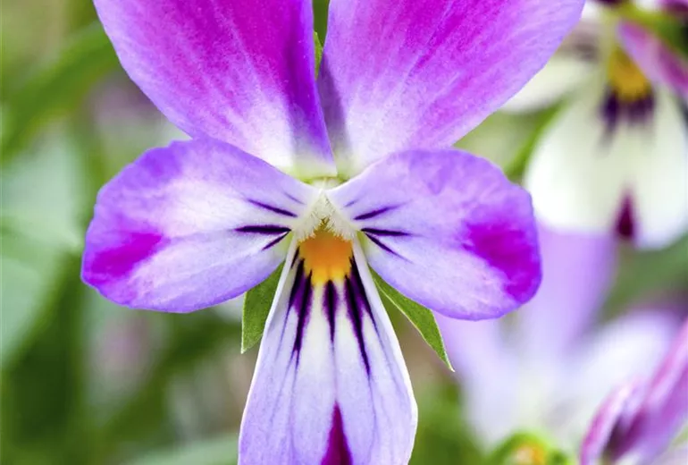 Viola 'Bunny Ears' Viola 'Bunny Ears'