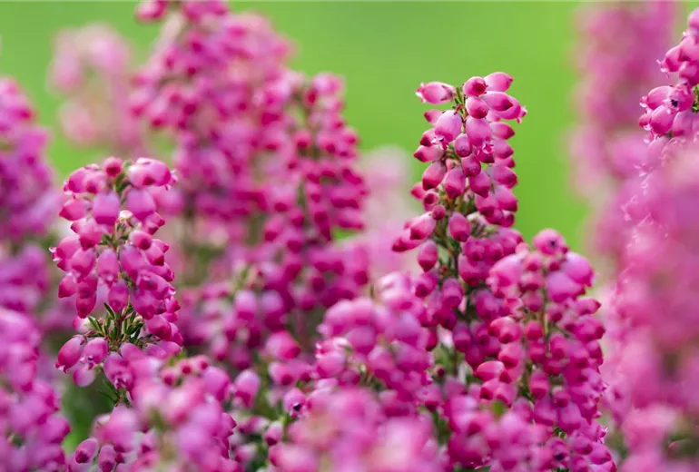 Erica gracilis Erica gracilis