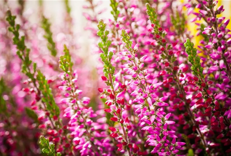 Calluna vulgaris Calluna vulgaris