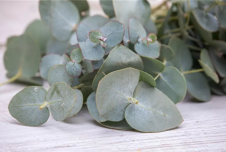 Eucalyptus Eucalyptus