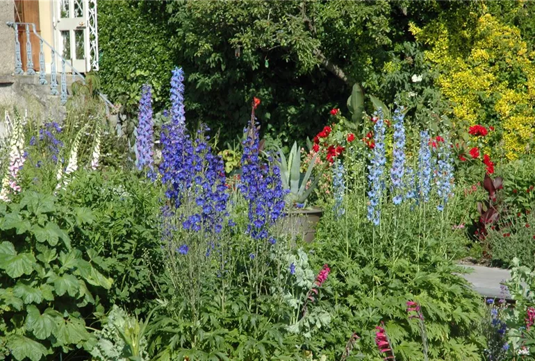 Delphinium x elatum Delphinium x elatum