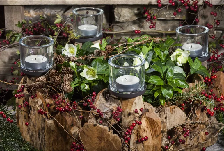 Helleborus niger Helleborus niger