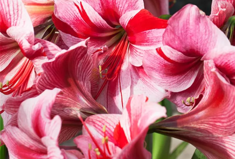 Hippeastrum 'Gervase' Hippeastrum 'Gervase'