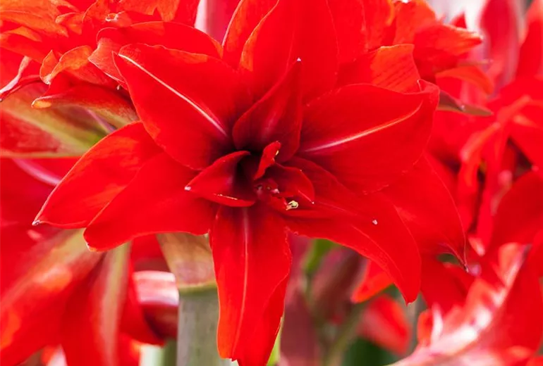 Hippeastrum 'Double Delicious' Hippeastrum 'Double Delicious'