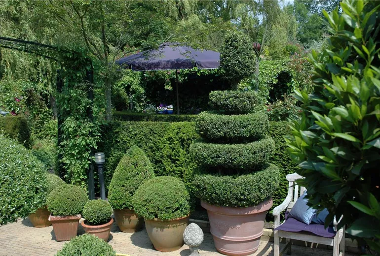 Buxus Buxus