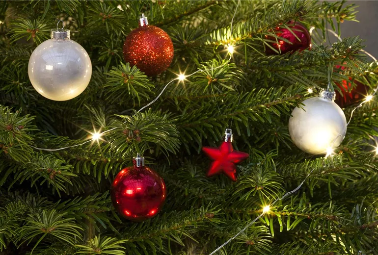 Abies nordmanniana Abies nordmanniana