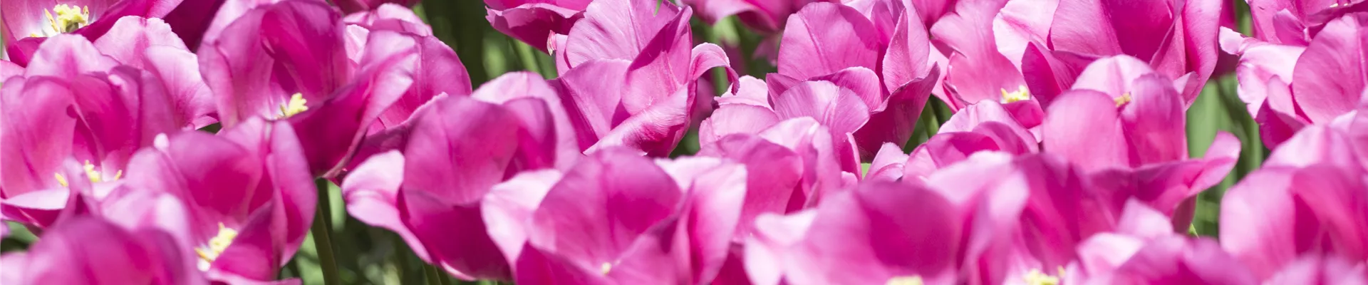 Tulipa, rosa Tulipa, rosa