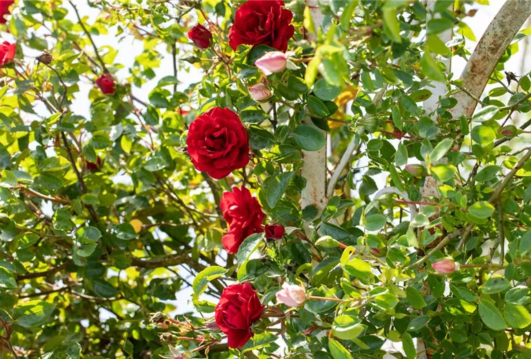 Kletterrose, rot Kletterrose, rot