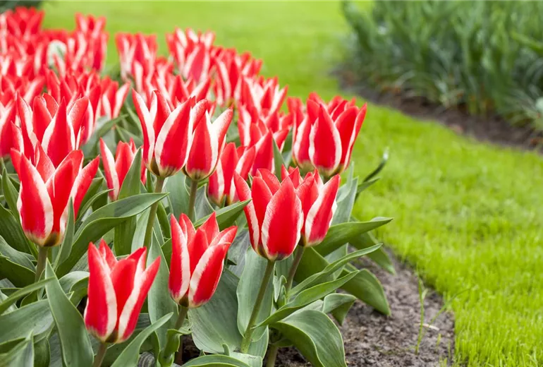 Tulipa greigii Tulipa greigii