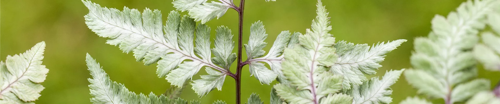 Athyrium niponicum var. pictum 'Silver Falls' Athyrium niponicum var. pictum 'Silver Falls'