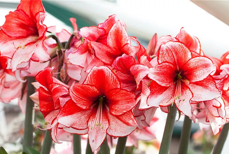 Hippeastrum 'Charisma' Hippeastrum 'Charisma'