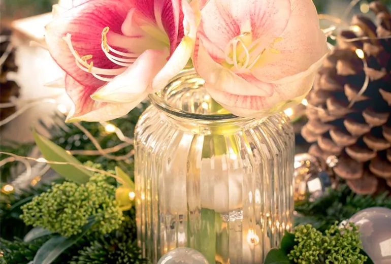 Hippeastrum Hippeastrum