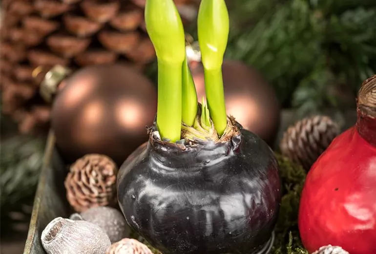 Hippeastrum Waxz® Hippeastrum Waxz®